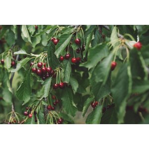 Mini čerešňa nízkokmenná (Prunus Avium) ´GARDEN BING´® - výška 60-90 cm, voľnokorenná